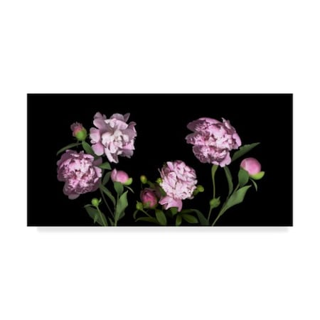 Susan S. Barmon 'Peonies' Canvas Art,16x32